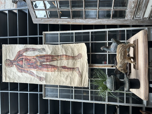 Anatomie poster