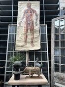 Anatomie poster