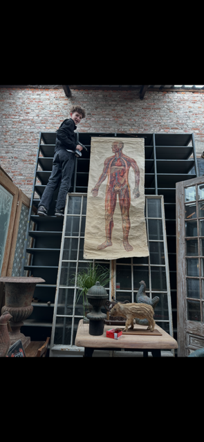 Anatomie poster