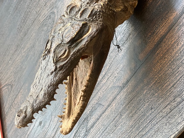 Antieke krokodil