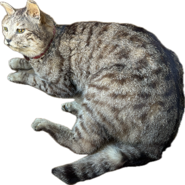 Antieke opgezette poes