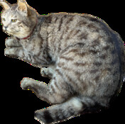 Antieke opgezette poes