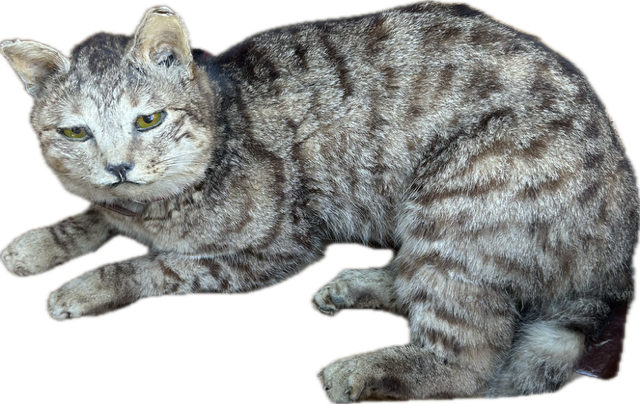 Antieke opgezette poes