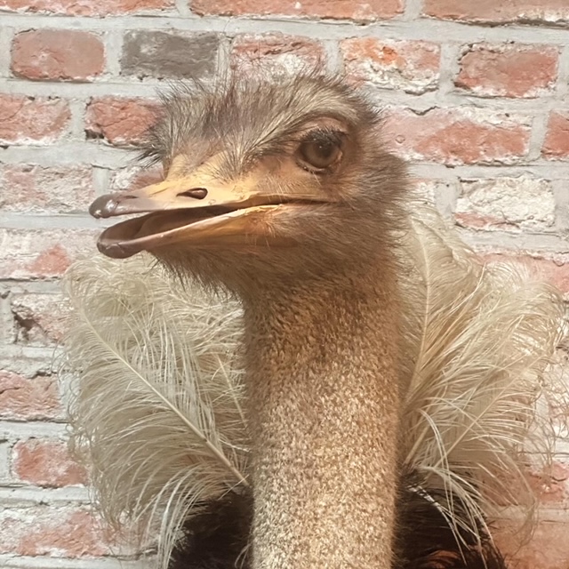 Antieke struisvogel