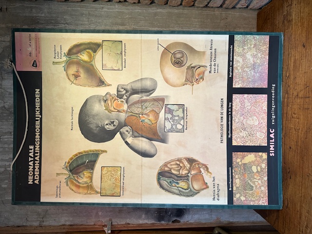 Vintage schoolplaten