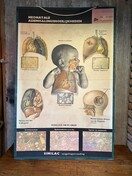 Vintage schoolplaten