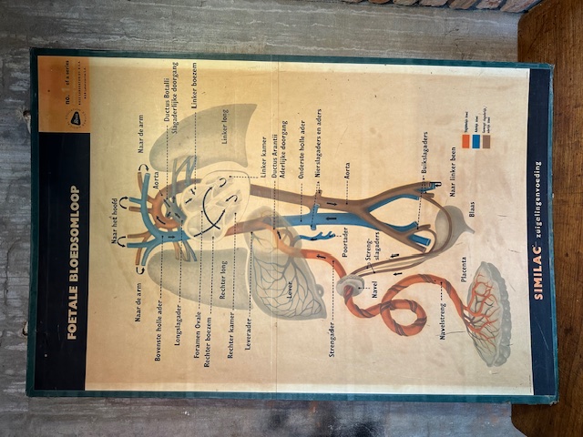Vintage schoolplaten