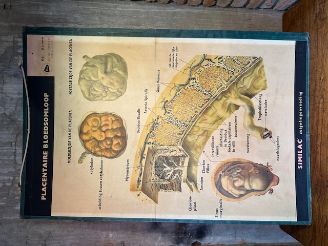 Vintage schoolplaten
